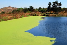 Algae growing in pond